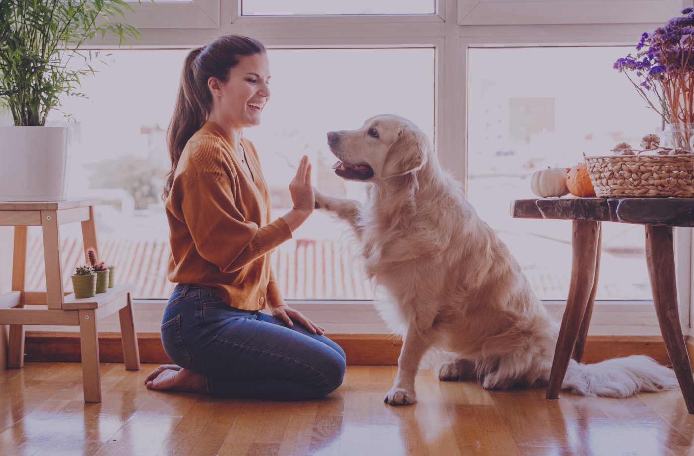 Wilix blog - Kutya kapcsolat erősítés