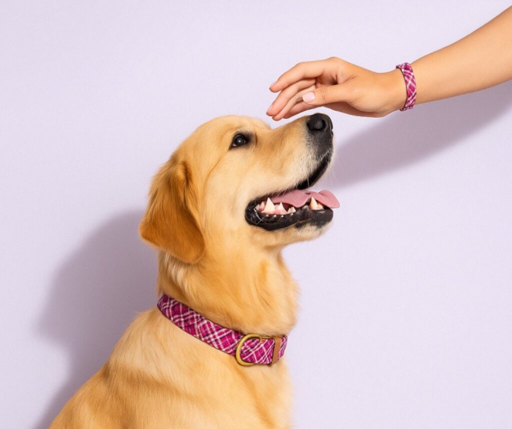 kutya gazdi mályva színű páros nyakörv-karkötő szettben